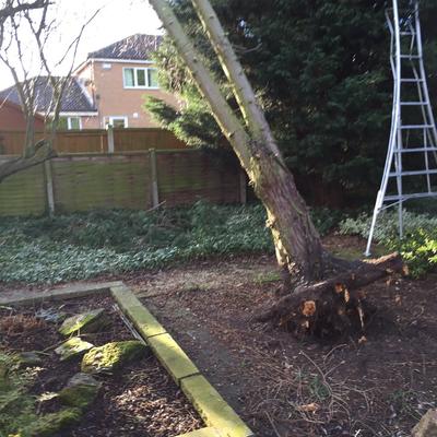Storm Damaged trees