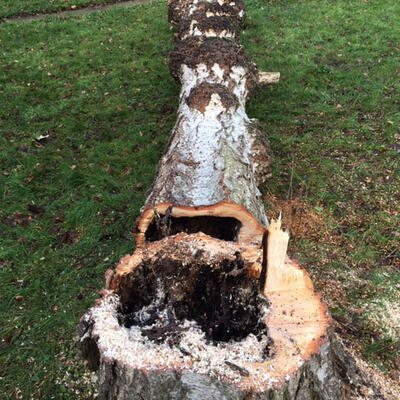 A Decayed Silver Birch