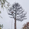 This huge Cedar was showing the signs of age and also in unstable ground