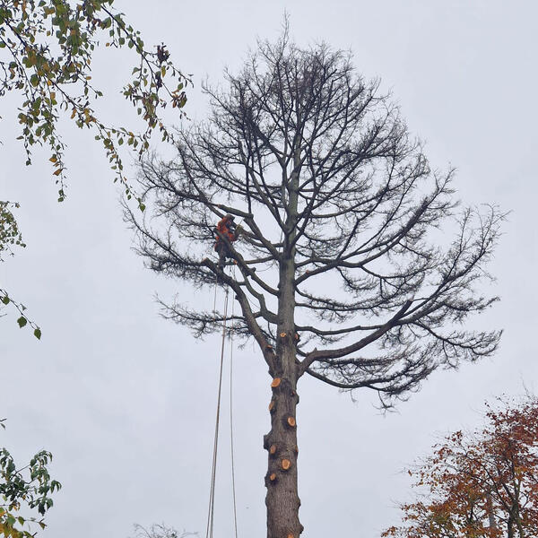 Tree Surgeon East Bridgford: Felling a Cedar