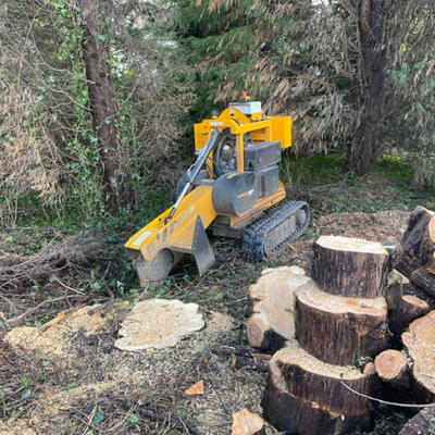 Clearing Trees for Development