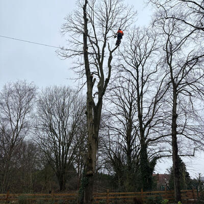 Tree Surgeons Nottingham: Felling Lime Trees