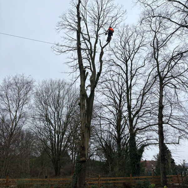 Tree Surgeons Nottingham: Felling Lime Trees
