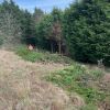 Tidying up trees and clearing a site for further development