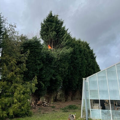 Tree Surgery on Dangerous Conifers