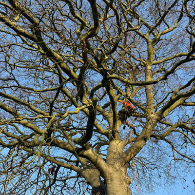 Beech Tree Inspection in Nottingham