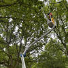 Keeping walkers and riders safe by removing dead or dying branches from these oak trees in Nottinghamshire