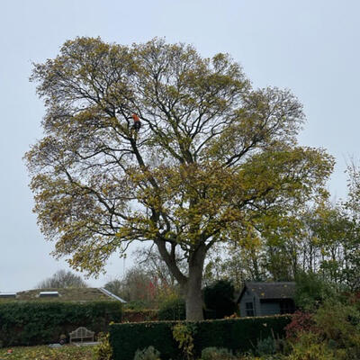 Tree Surgery on a Large Sycamore