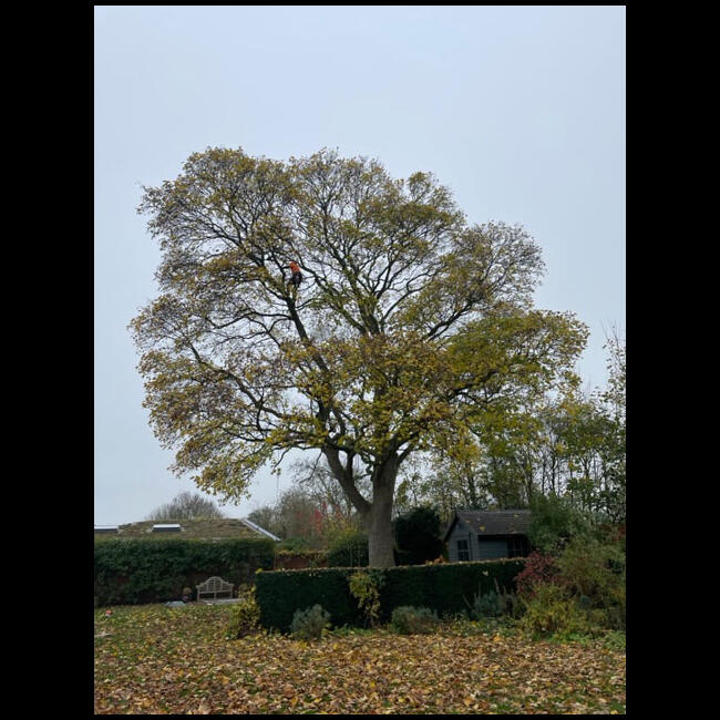Sean Simmer Tree Nottingham Tree Surgery on a Large Sycamore | Summers Tree And Garden ...