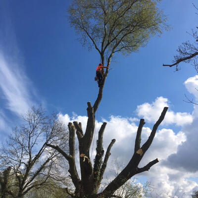 Pollarding Willows